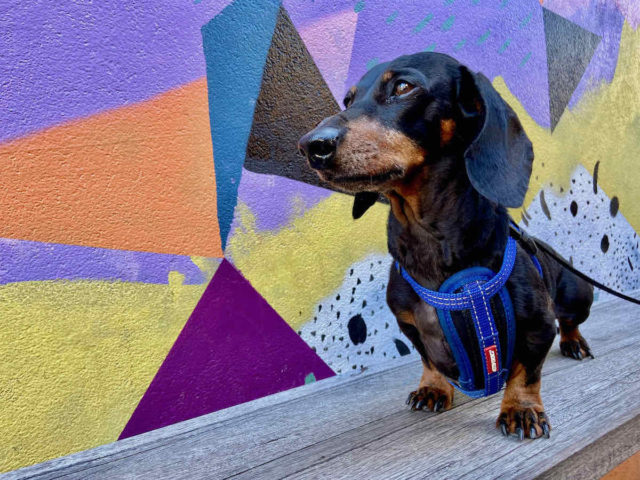 Toowoomba Street Art with Dog