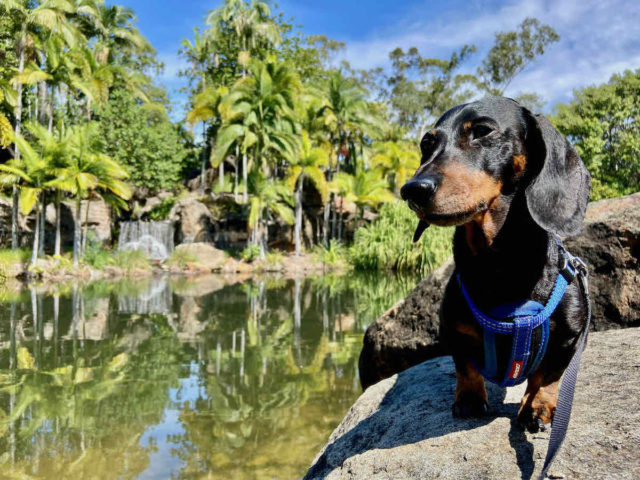 Waterfalls at Kershaw Gardens with Dog