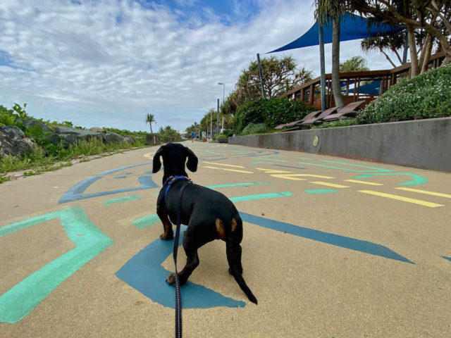 Yeppoon Foreshore with Dog