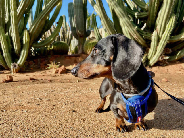 Cactus Farm Carnarvon