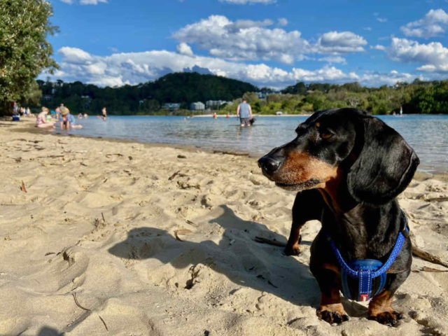 Currumbin Creek Off-Leash Beach with Dog