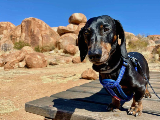 Devils Marbles with Dog