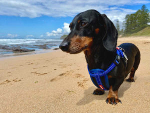 Dog-Friendly Beaches Wollongong