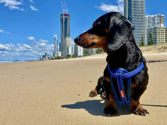 Dog-Friendly Gold Coast