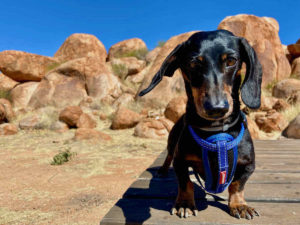 Dog-Friendly Northern Territory