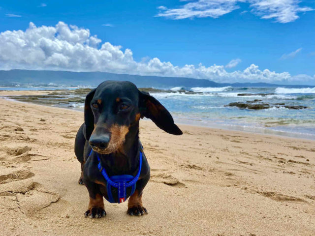 East Corrimal Beach with Dog