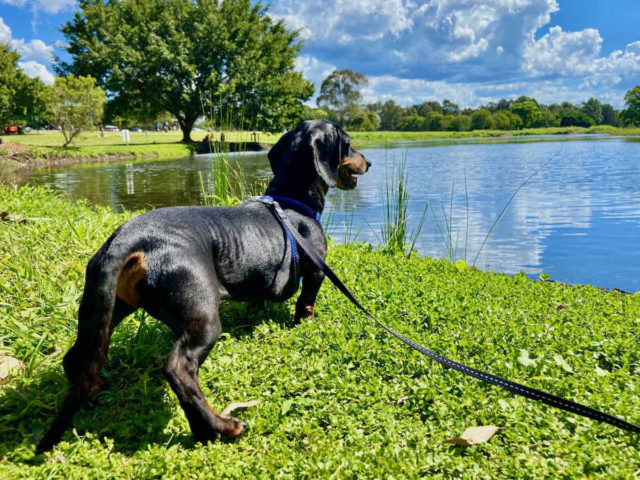 Gold Coast Region Botanic Gardens with Dog