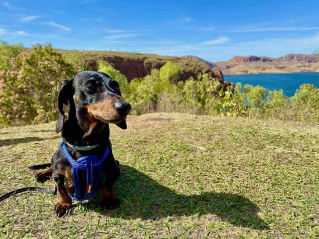 Lake Argyle Caravan Park with Dog