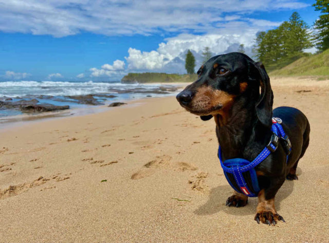 Little Austi Beach with Dog