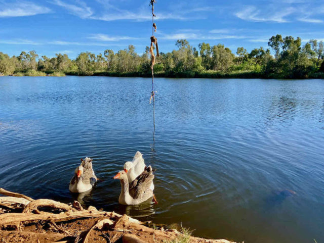 Miaree Pool Geese