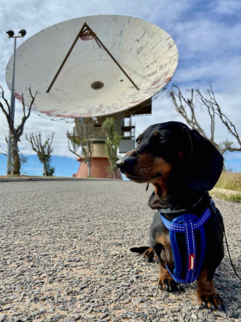 OTC Dish with Dog