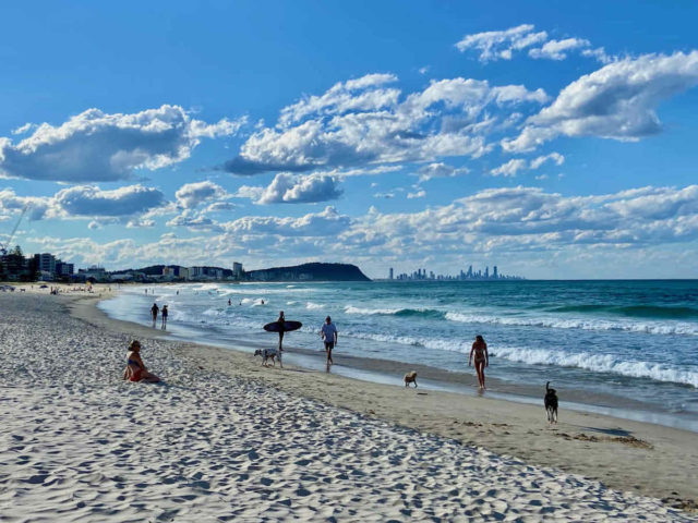 DogFriendly Gold Coast, QLD Visiting with a Dog  Travelnuity