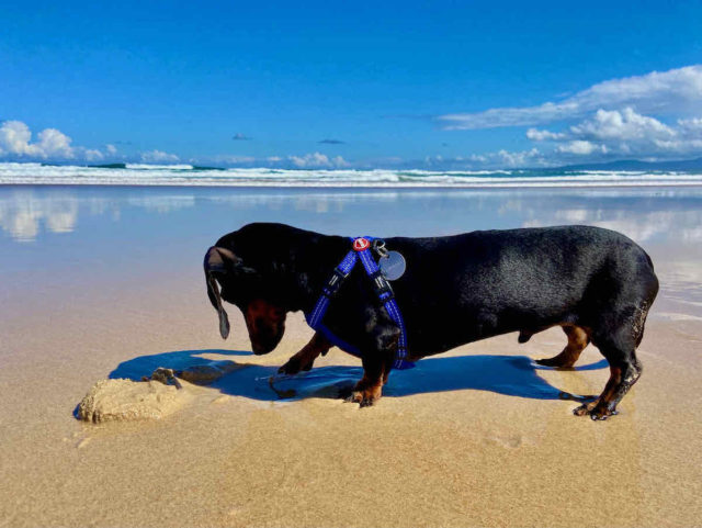 Perkins Beach with Dog