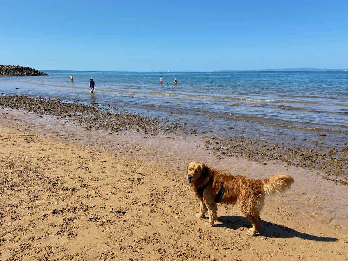 Visiting Redcliffe Dog Beach with a Dog Travelnuity