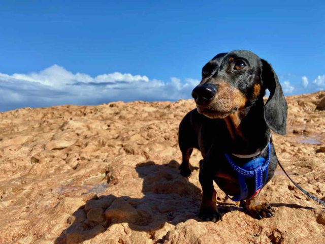 Quobba Blowholes with Dog