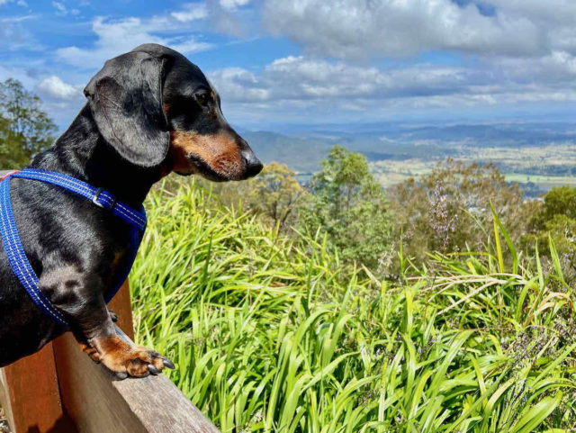 Rotary Lookout Tamborine Mountain