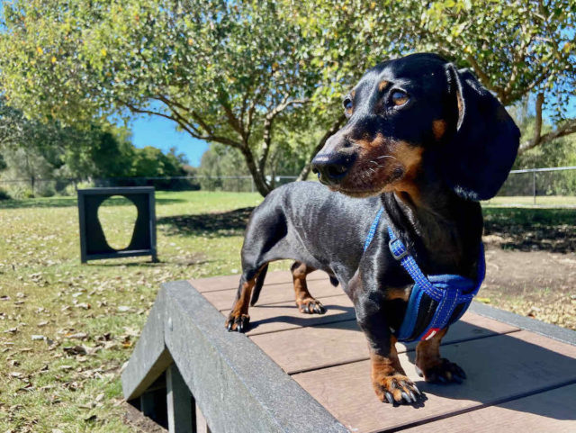 Saltwater Fenced Dog Park