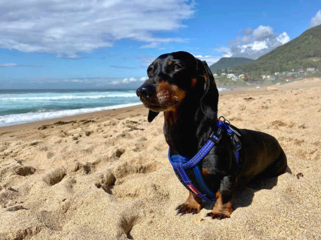 Stanwell Park Beach with Dog