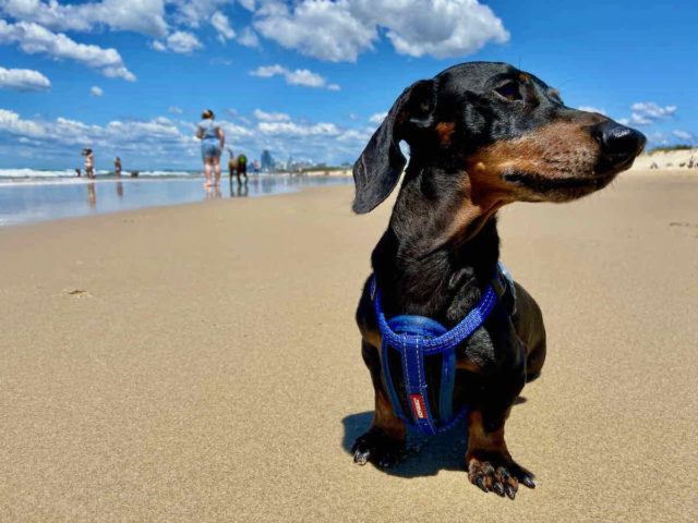 Dog-Friendly Beaches in Queensland