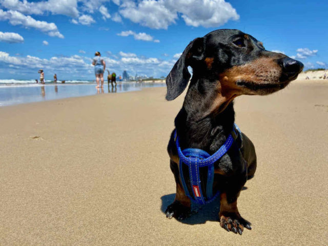 The Spit Dog Beach with Dog