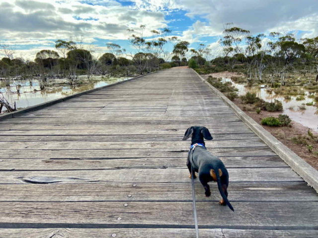 Wave Rock Walk Circuit - Dog on boardwalk