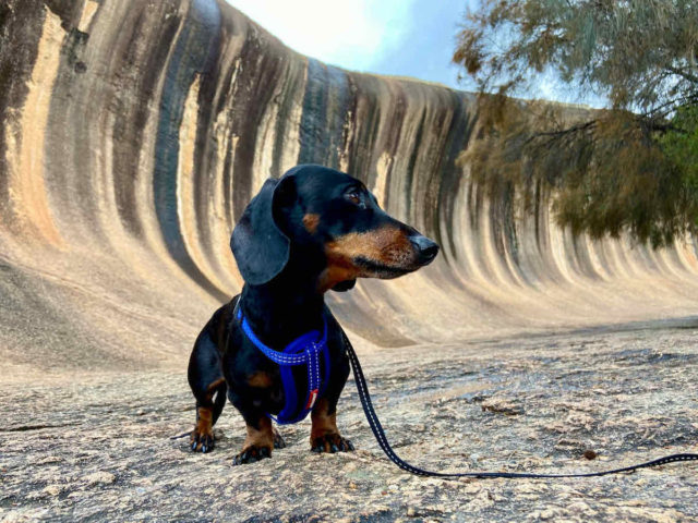 Wave Rock with Dog