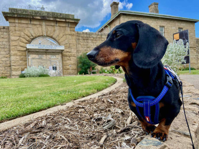 Beechworth Gaol with Dog