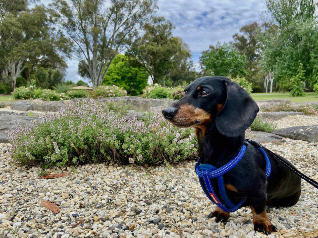 Bendigo Botanic Gardens with Dog
