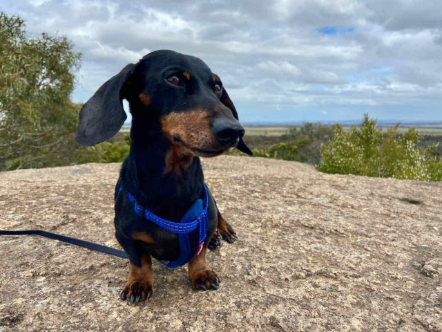 Big Rock with Dog