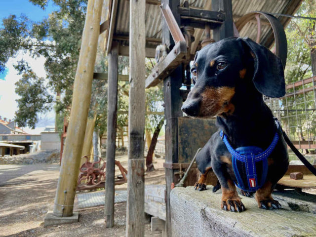 Central Deborah Gold Mine with Dog