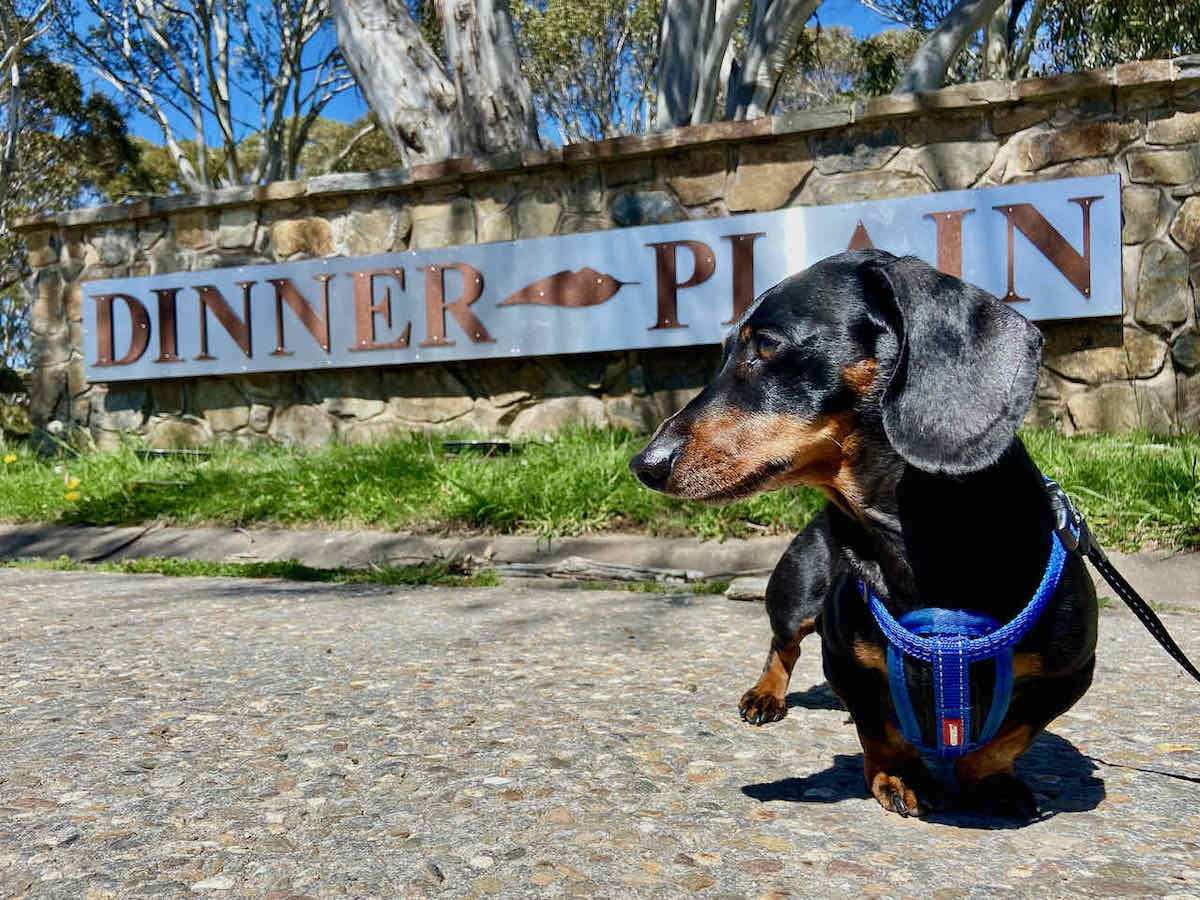 11 Fun DogFriendly Things to Do in Country Victoria Travelnuity