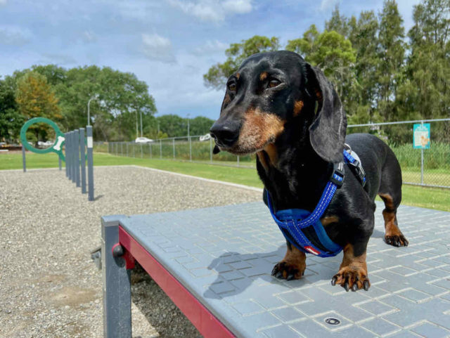 Dog Agility Equipment Speers Point