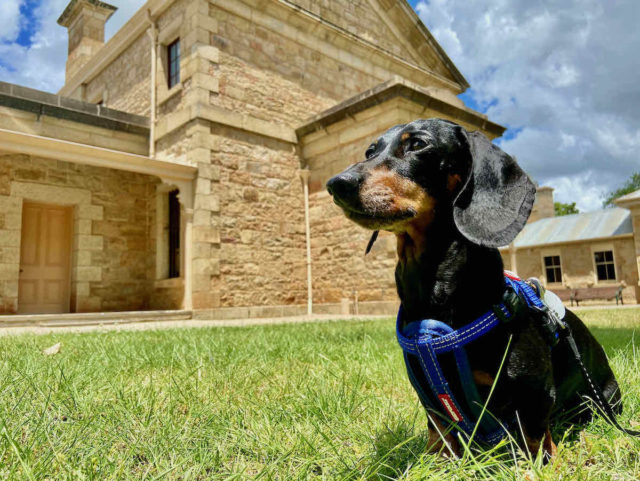 Dog-Friendly Beechworth