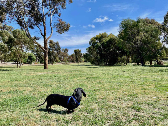 Dog at Harcourt Park