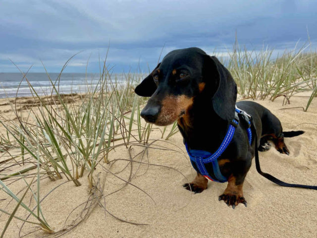 Dog on 90 Mile Beach Lakes Entrance