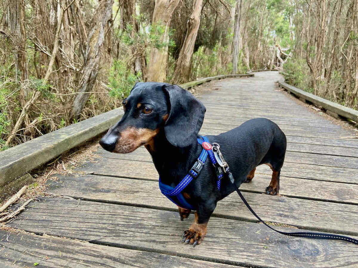 DogFriendly Mornington Peninsula Visiting with a Dog Travelnuity