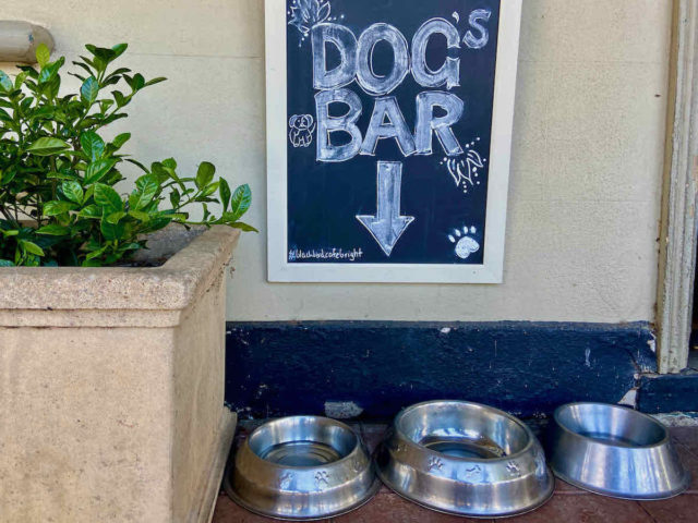 Dogs Bar Bright