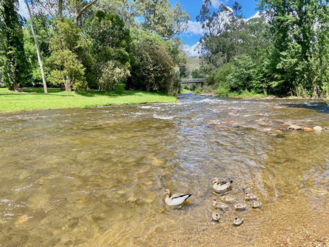 Ducks on Ovens River Bright