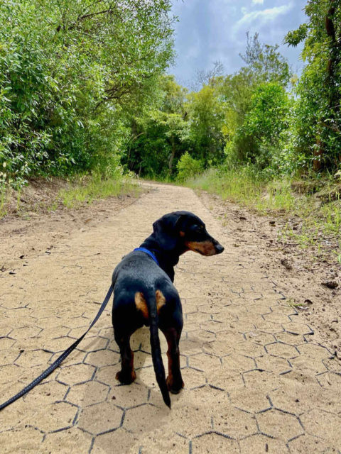 Entrance Walk with Dog