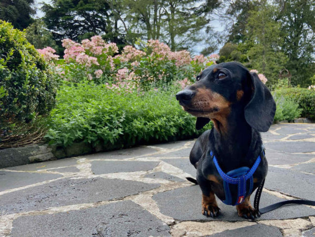 Geelong Botanic Gardens with Dog