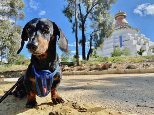 Great Stupa Bendigo with Dog
