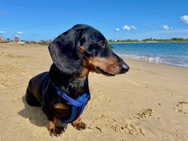 Horseshoe Beach with Dog