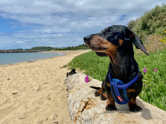 Little Beach with Dog