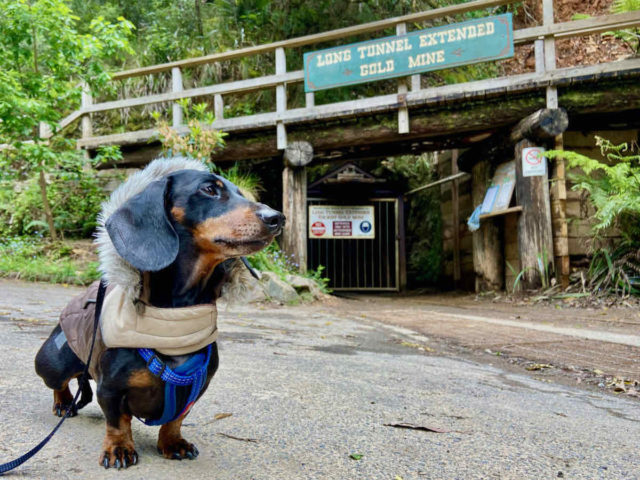 Long Tunnel Extended Gold Mine with Dog