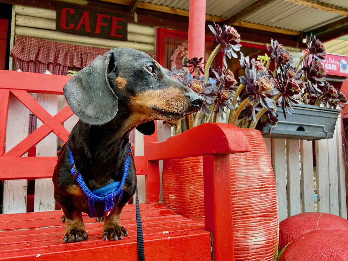 DogFriendly Mornington Peninsula Visiting with a Dog Travelnuity