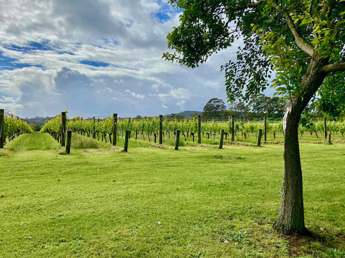 DogFriendly Mornington Peninsula Visiting with a Dog Travelnuity