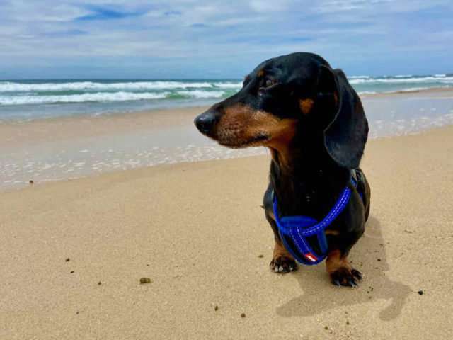 Off-Leash Hams Beach