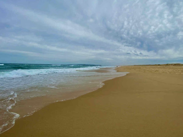 Off-Leash Nine Mile Beach