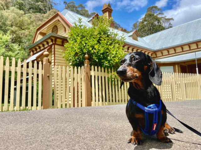 Old Post Office Walhalla with Dog