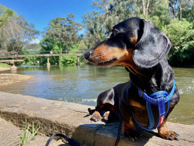 Ovens River Bright with Dog